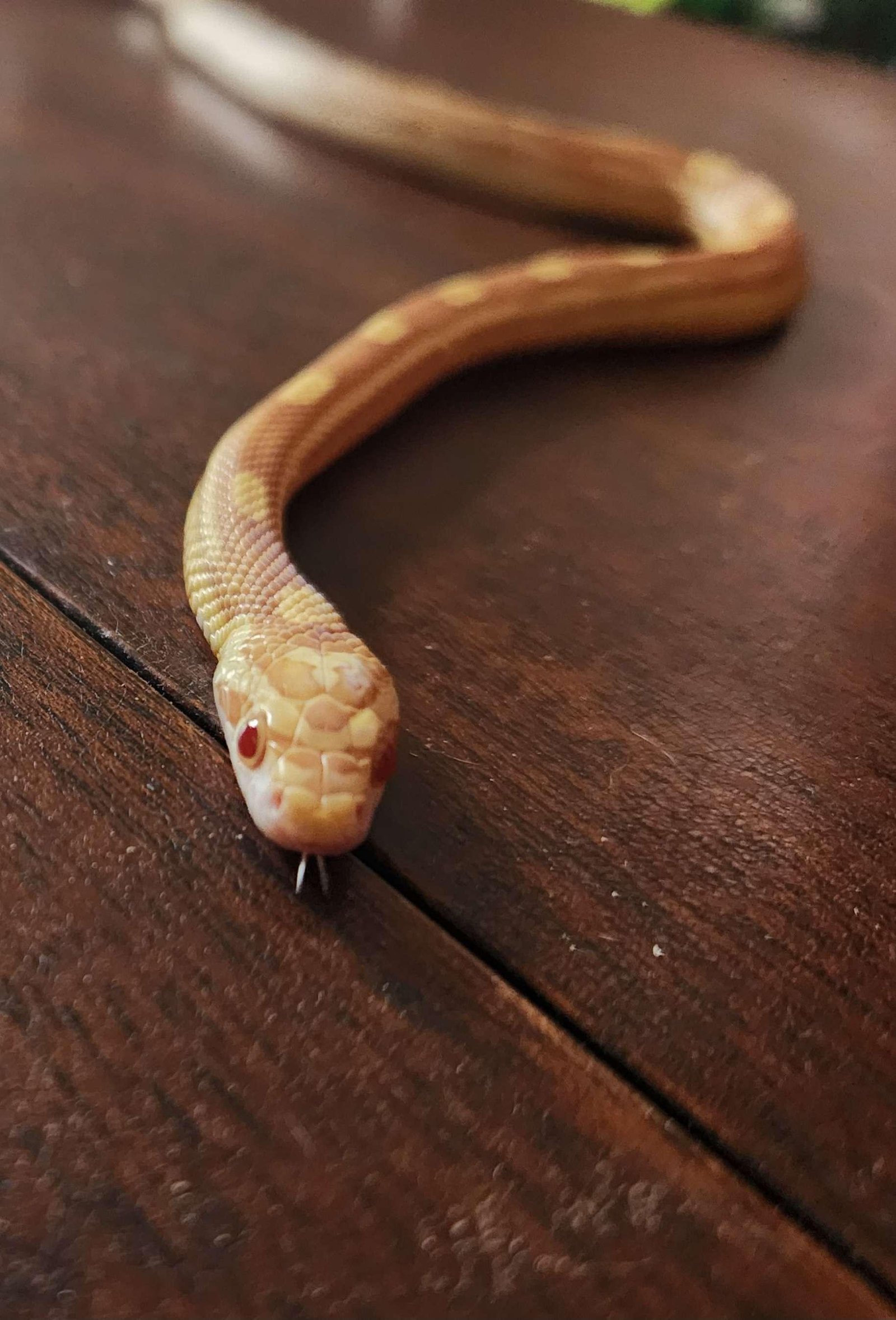 A young butter motley corn snake