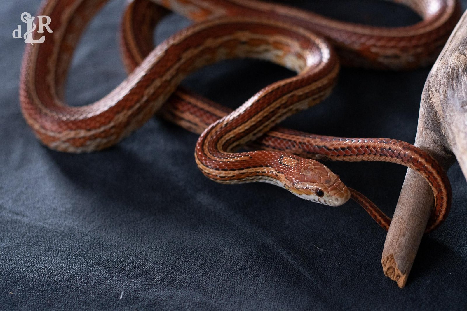 A normal tessera corn snake