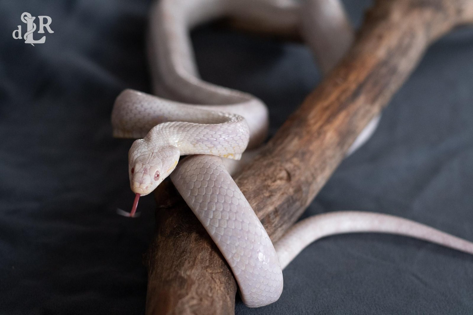 A snow corn snake