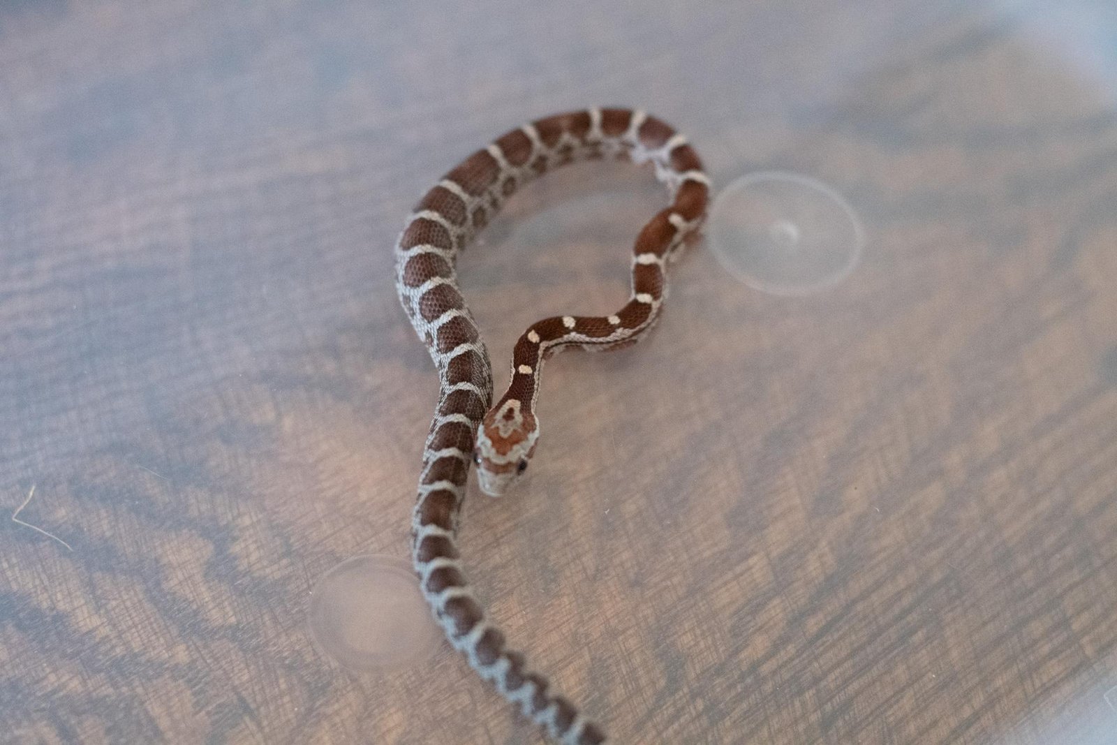 A normal corn snake