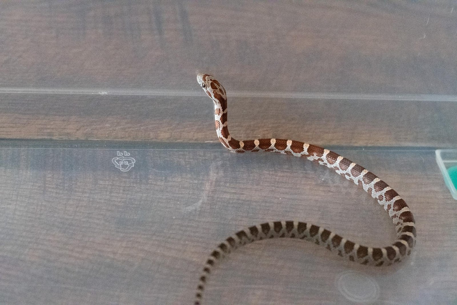 A normal corn snake