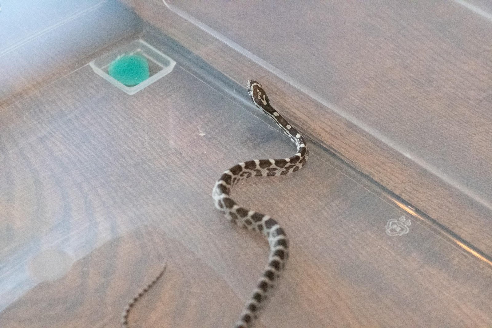 An anery corn snake