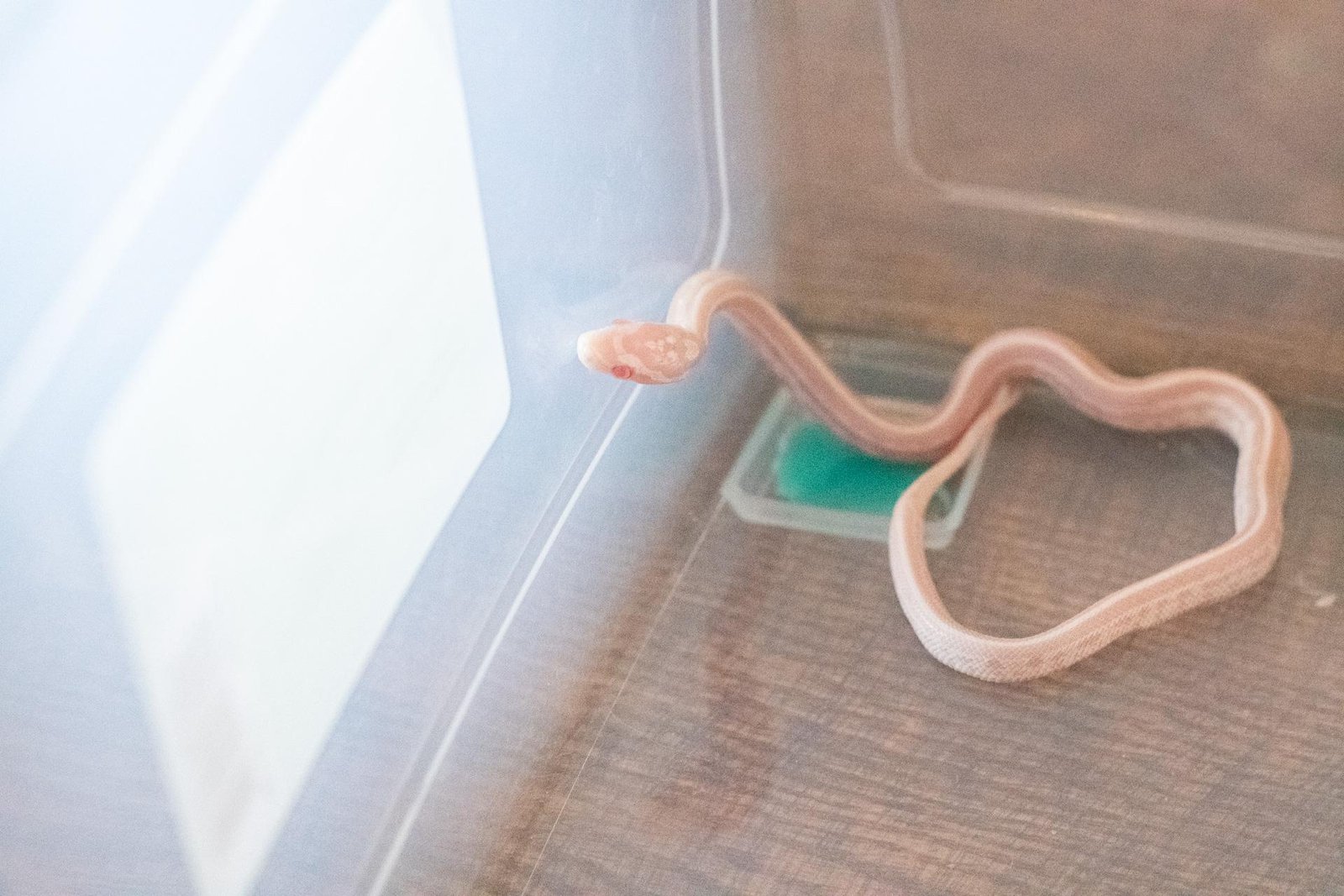 A snow tessera corn snake