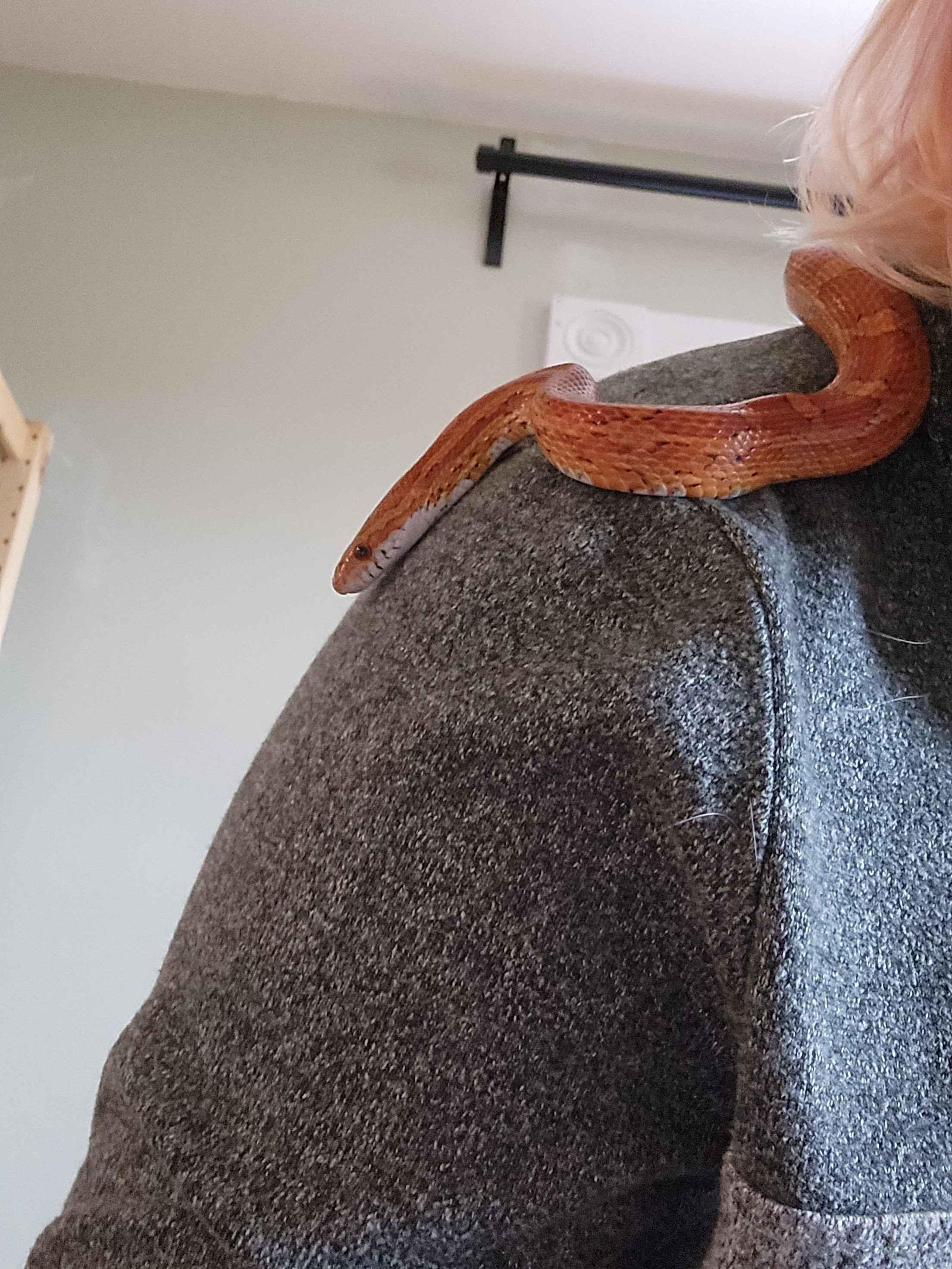 A red factor corn snake on a person's shoulder