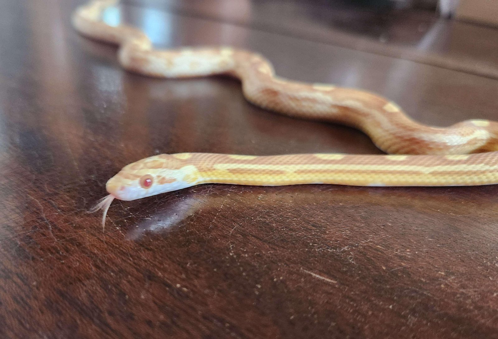 A young butter motley corn snake