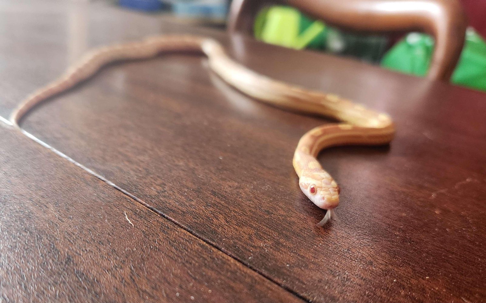 A young butter motley corn snake