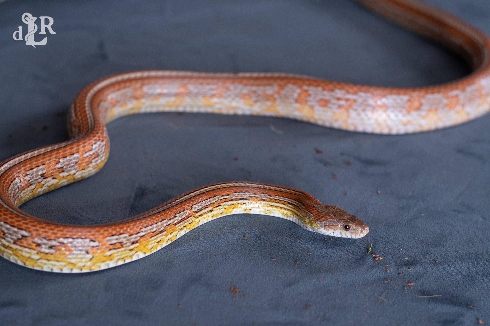 A normal tessera corn snake