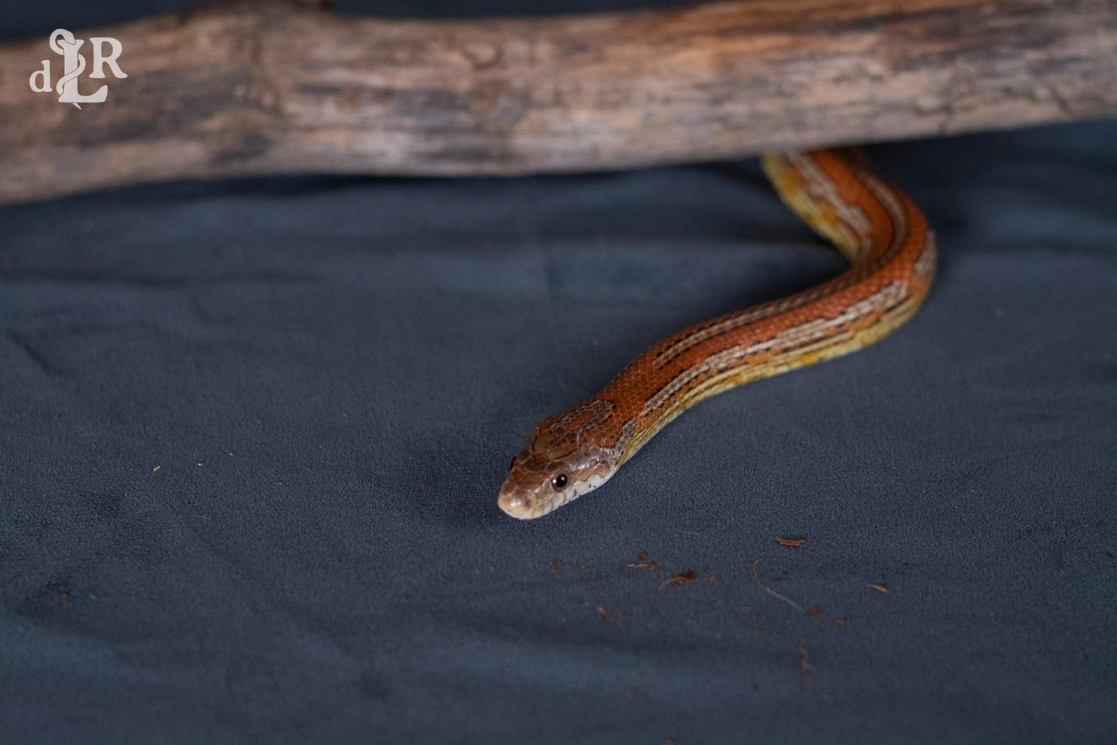 A normal tessera corn snake