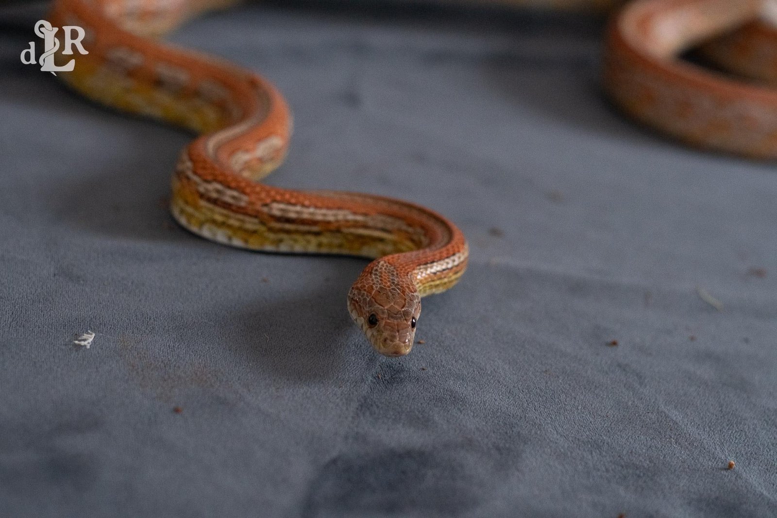 A normal tessera corn snake