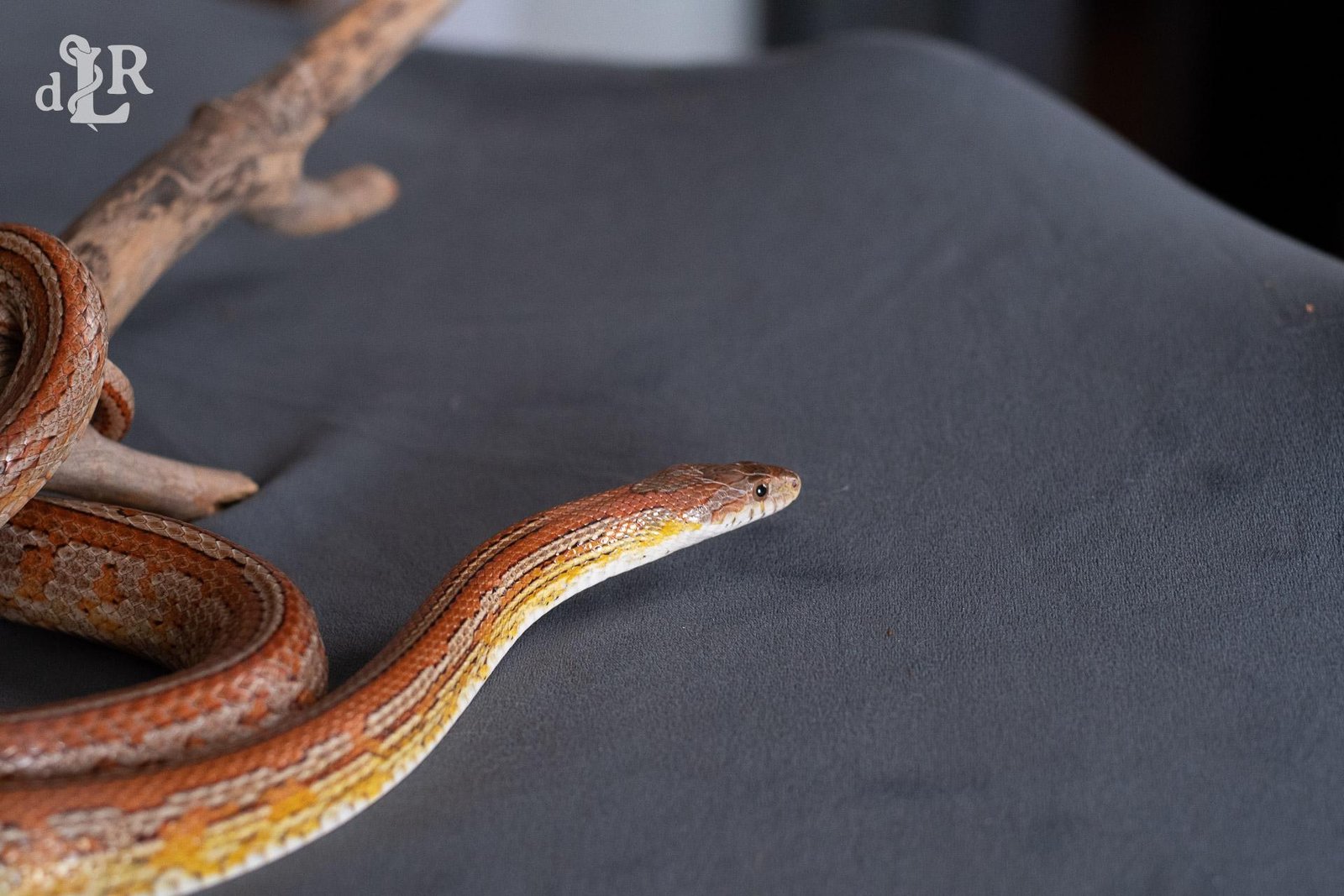 A normal tessera corn snake