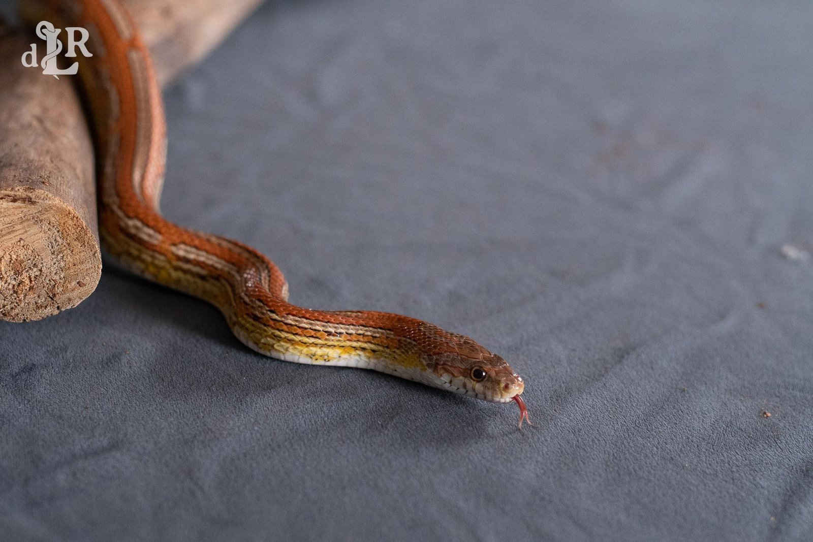 A normal tessera corn snake