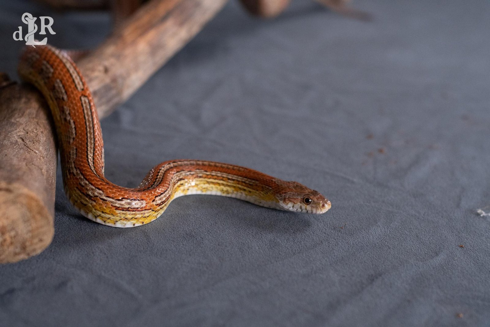 A normal tessera corn snake