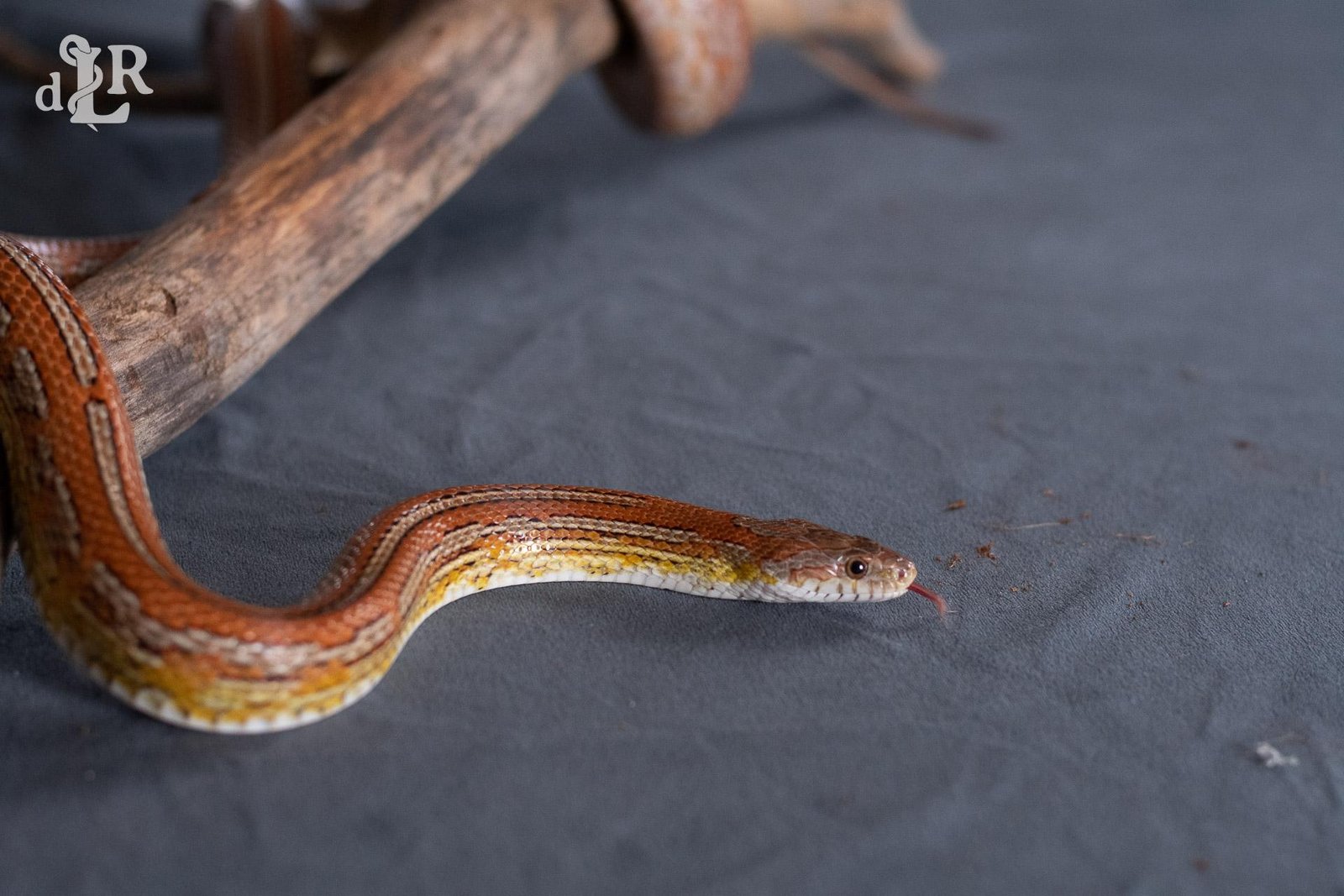 A normal tessera corn snake