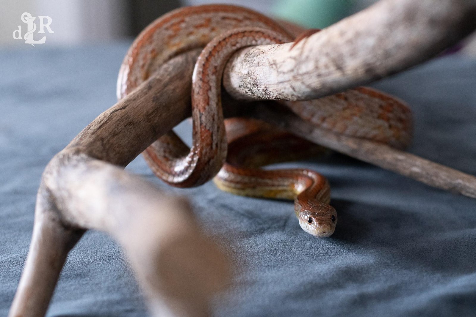 A normal tessera corn snake