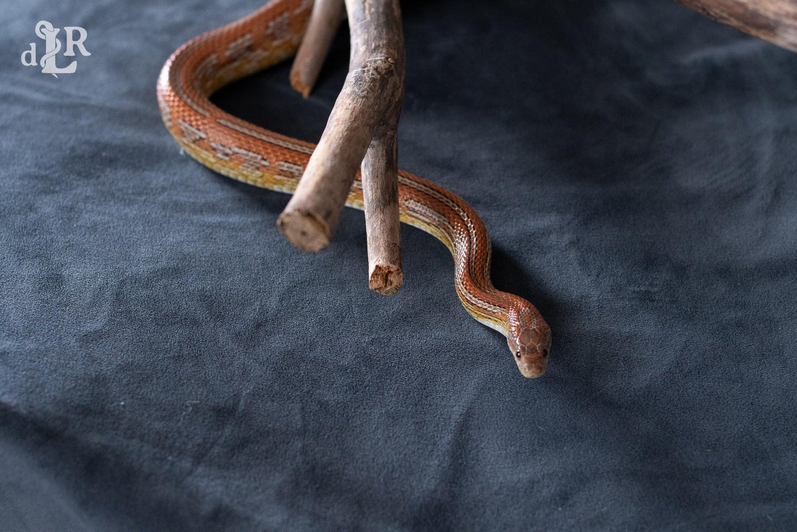 A normal tessera corn snake