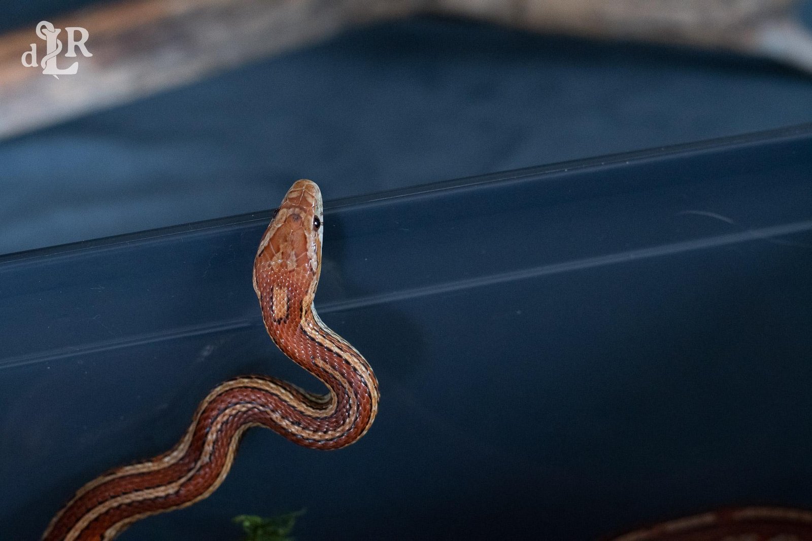 A normal tessera corn snake