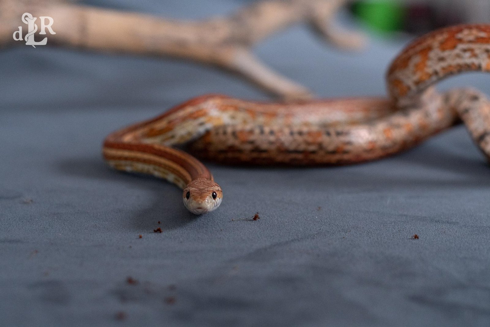 A normal tessera corn snake