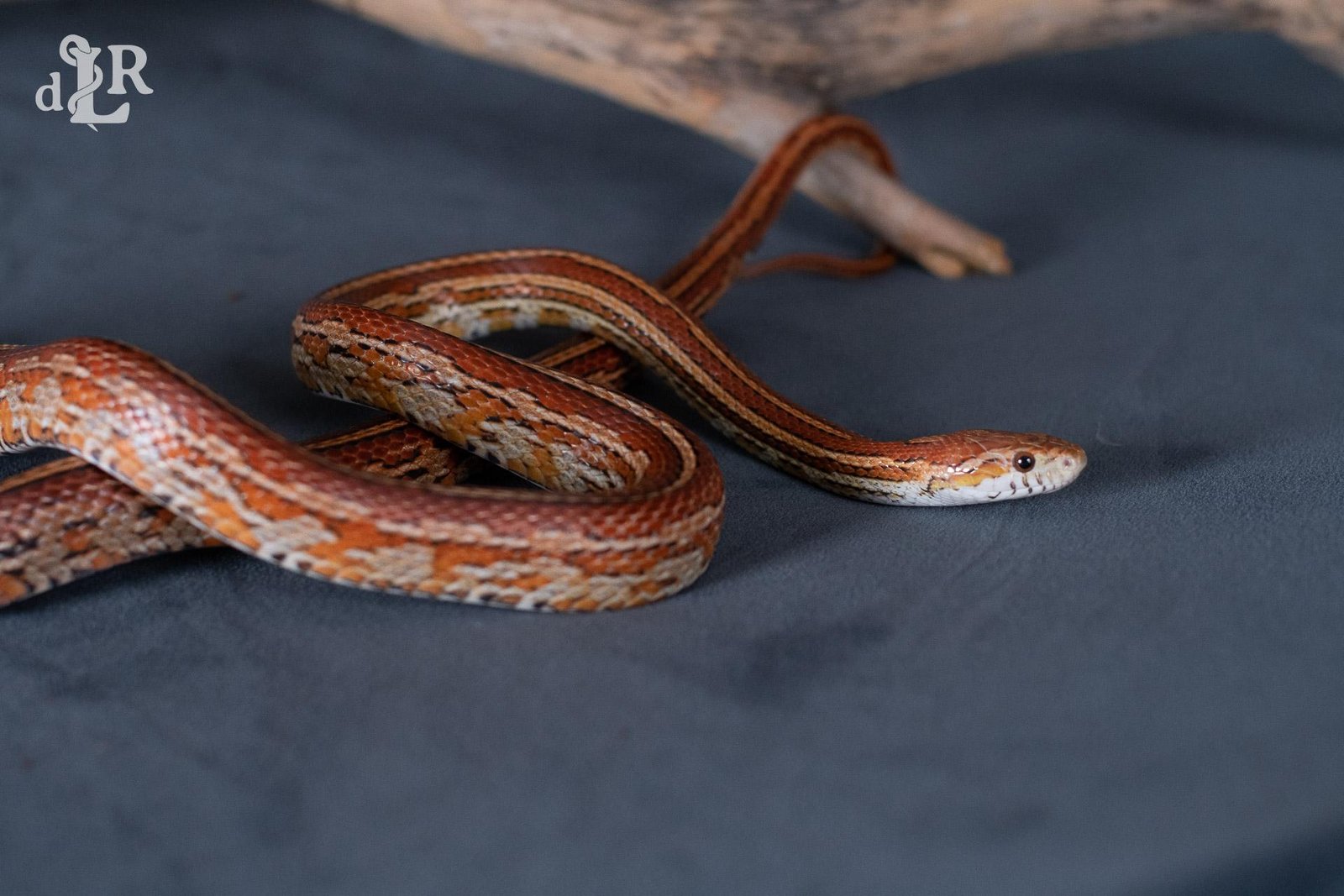 A normal tessera corn snake