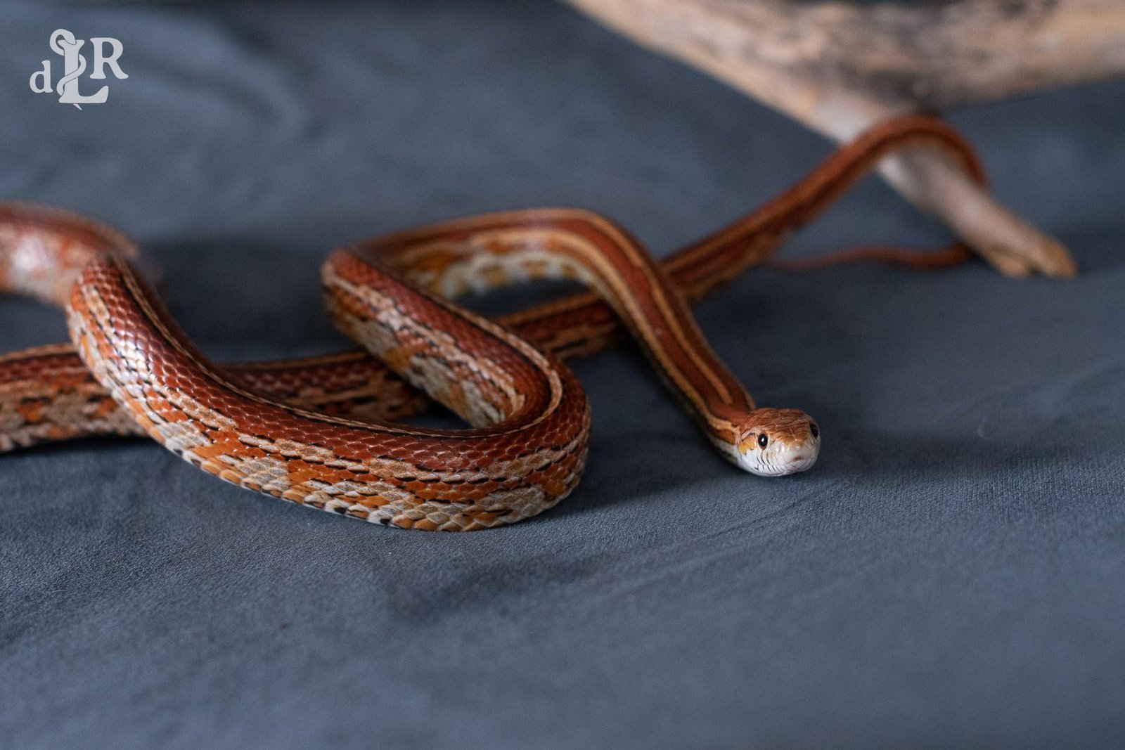 A normal tessera corn snake