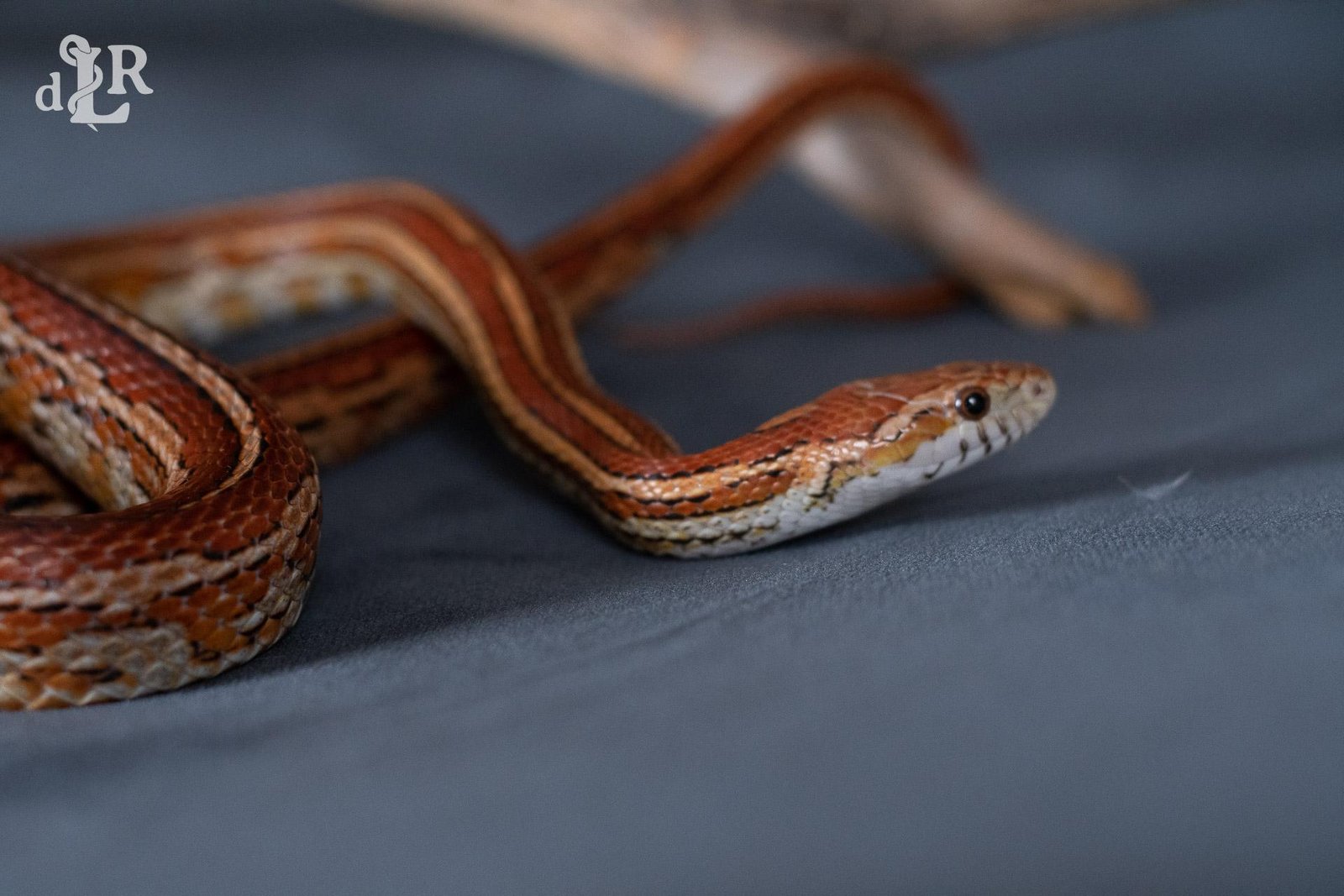 A normal tessera corn snake