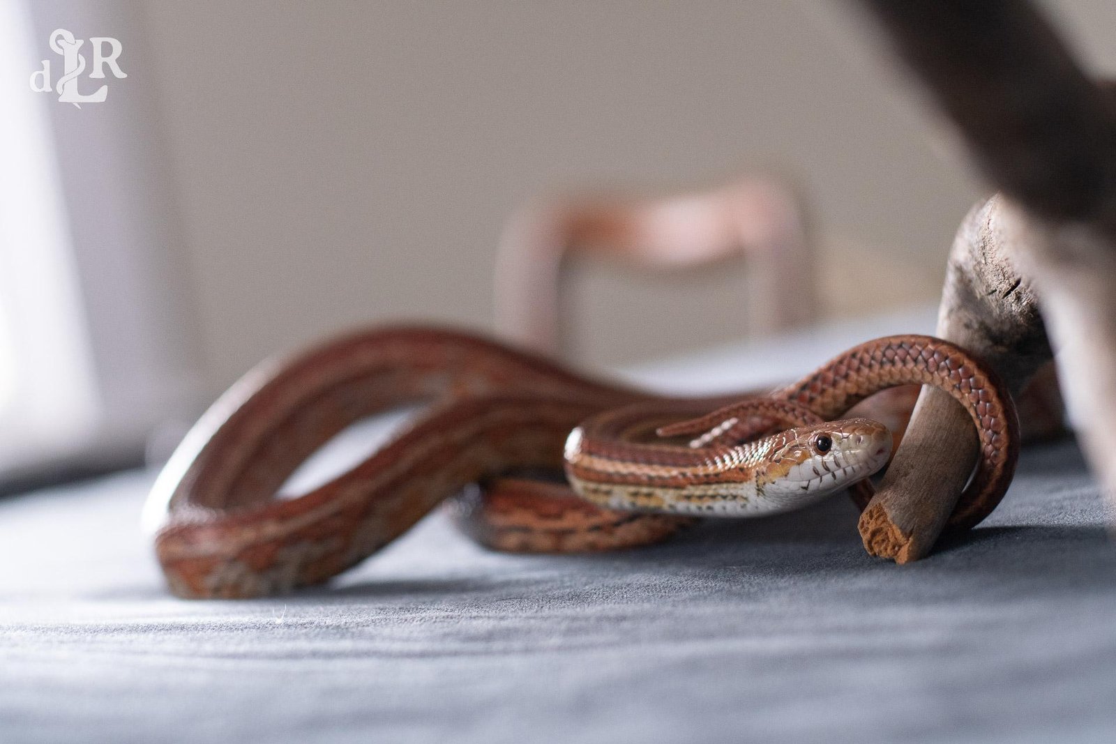 A normal tessera corn snake