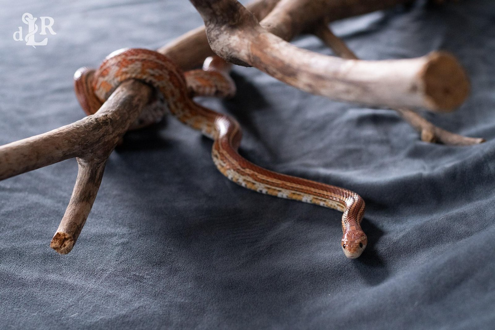 A normal tessera corn snake