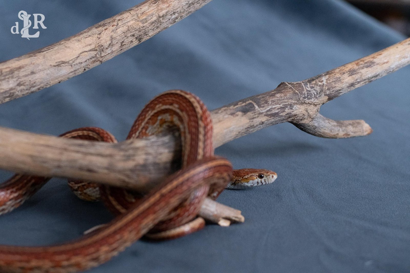 A normal tessera corn snake