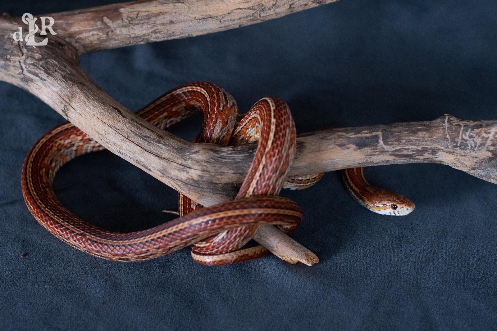 A normal tessera corn snake