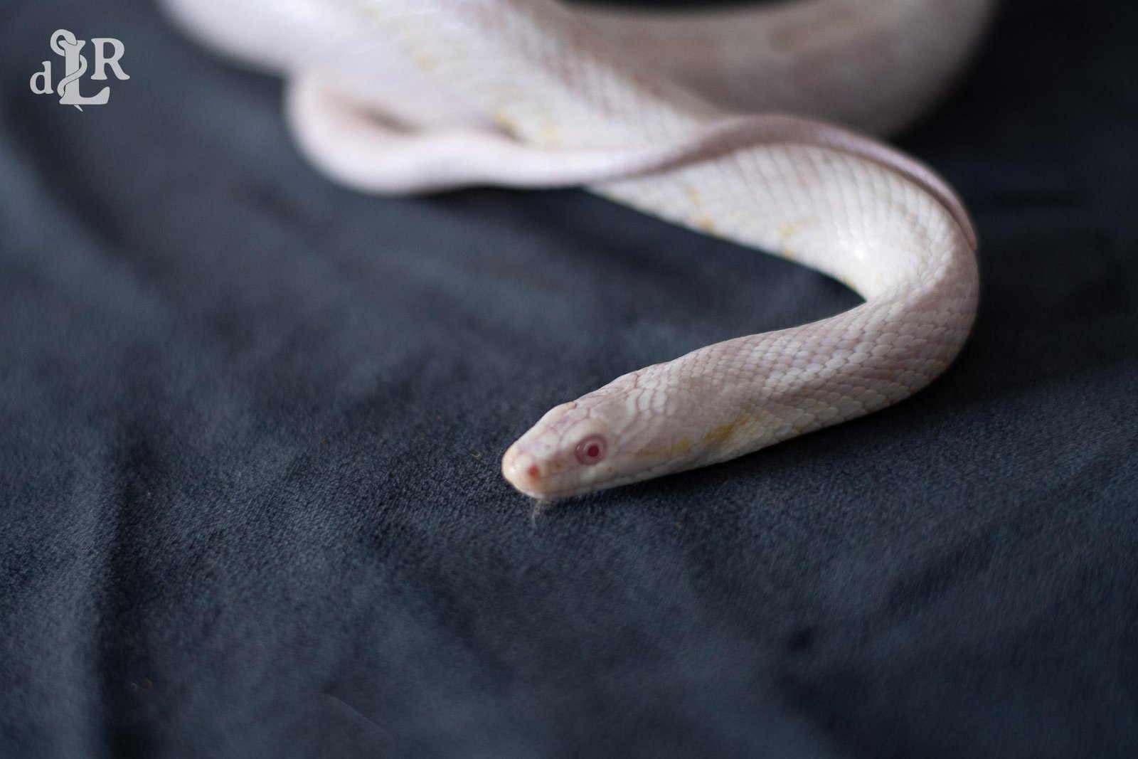 A snow corn snake