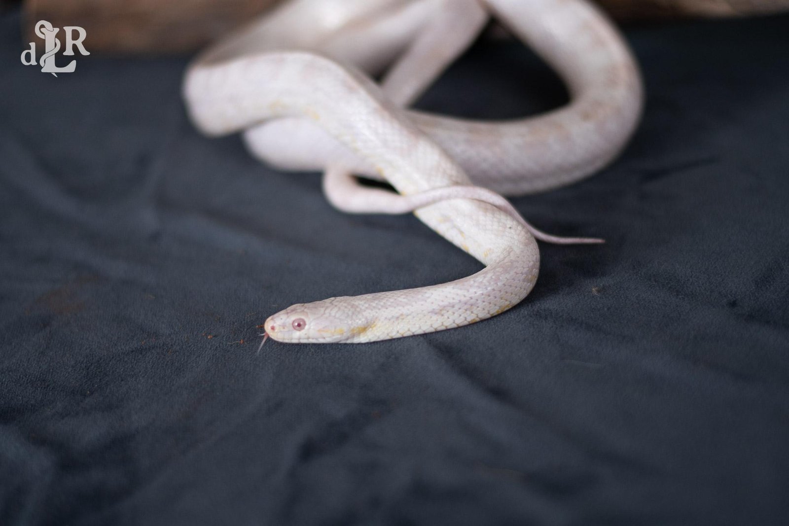 A snow corn snake