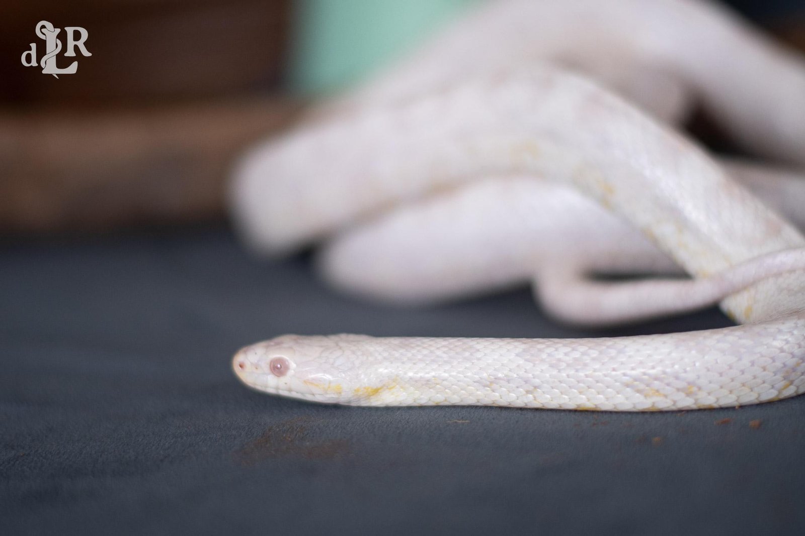 A snow corn snake