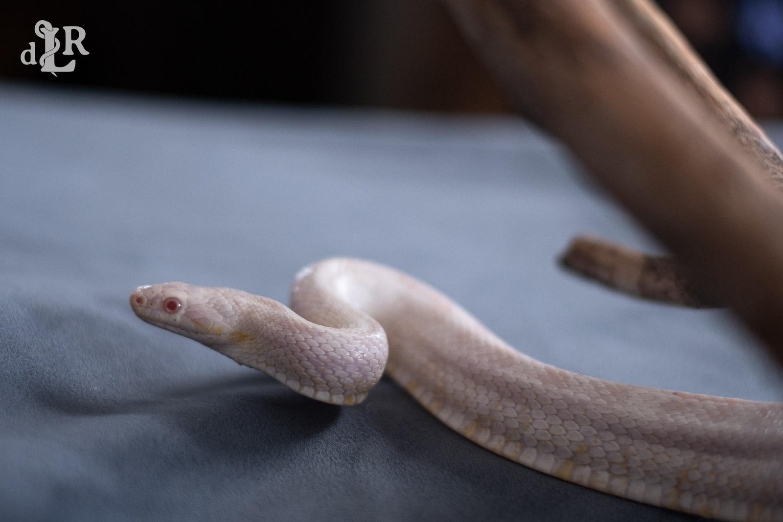 A snow corn snake