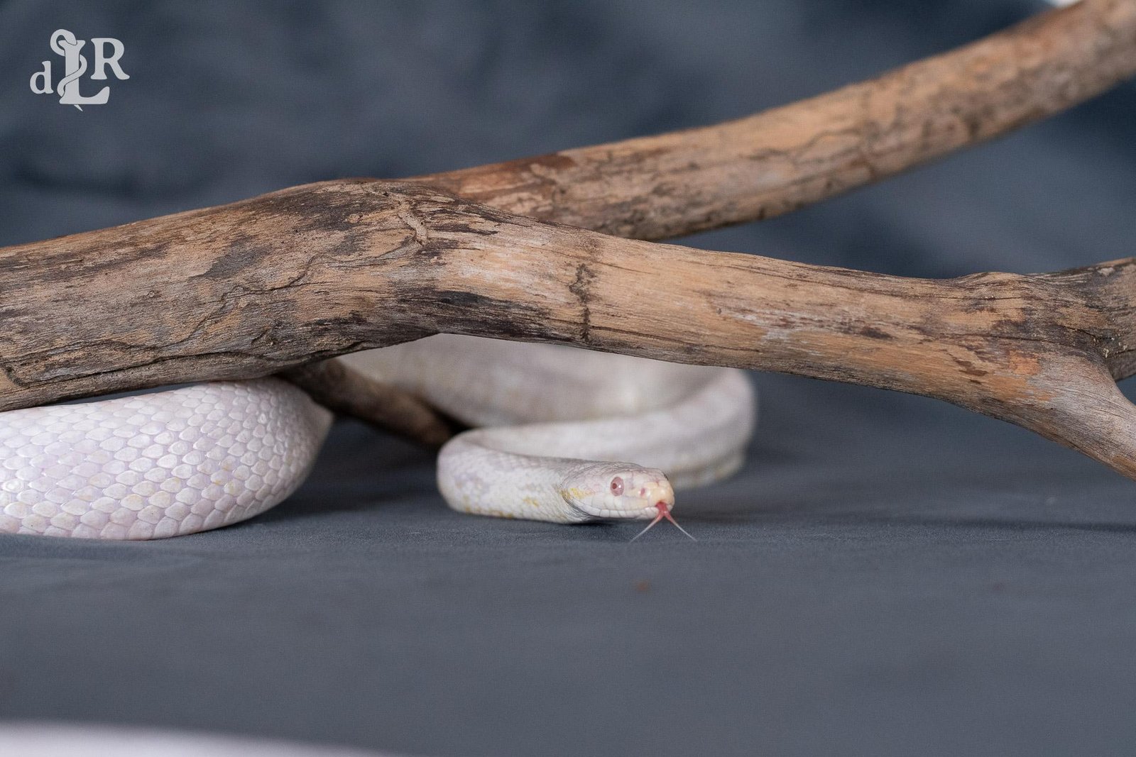 A snow corn snake