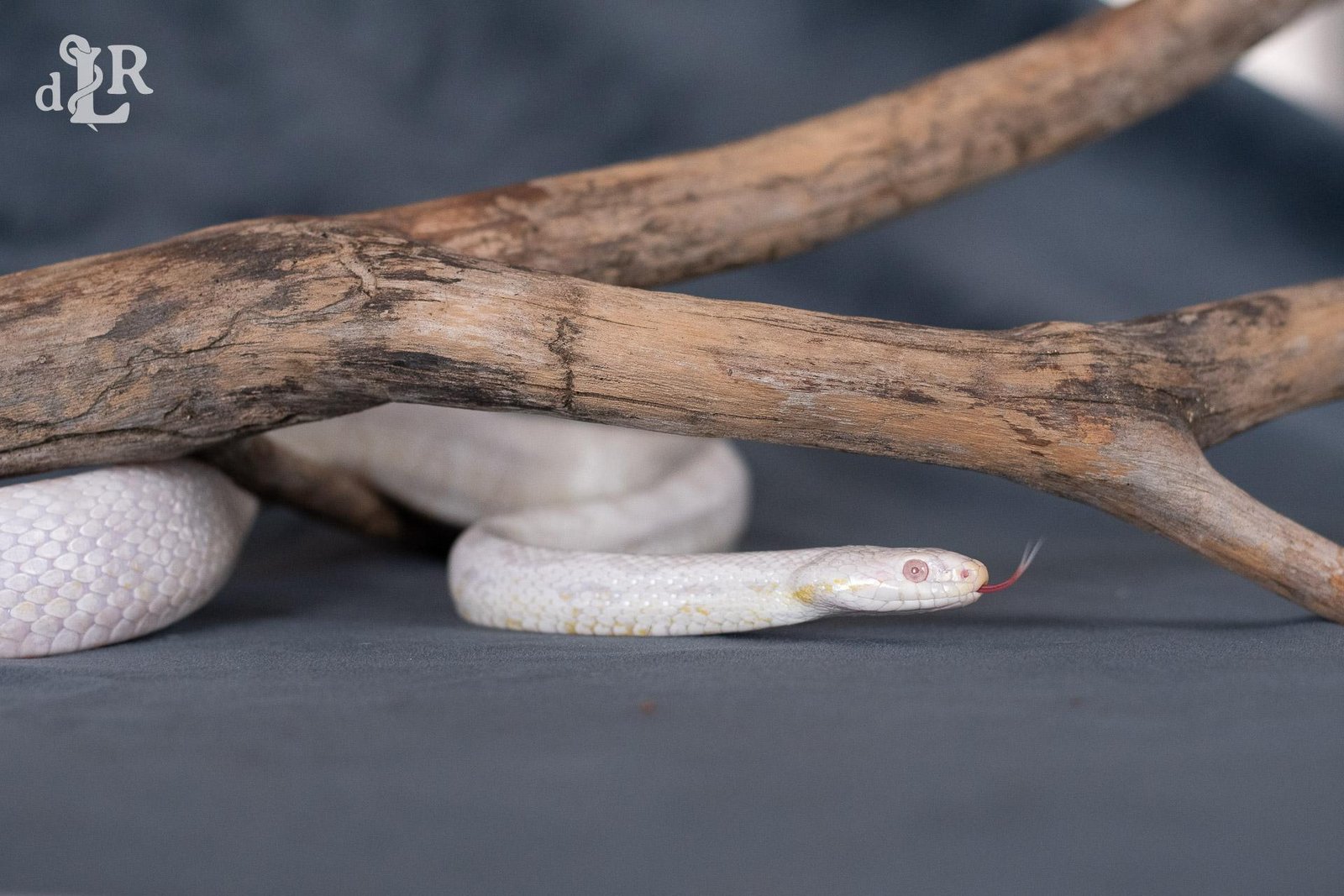 A snow corn snake