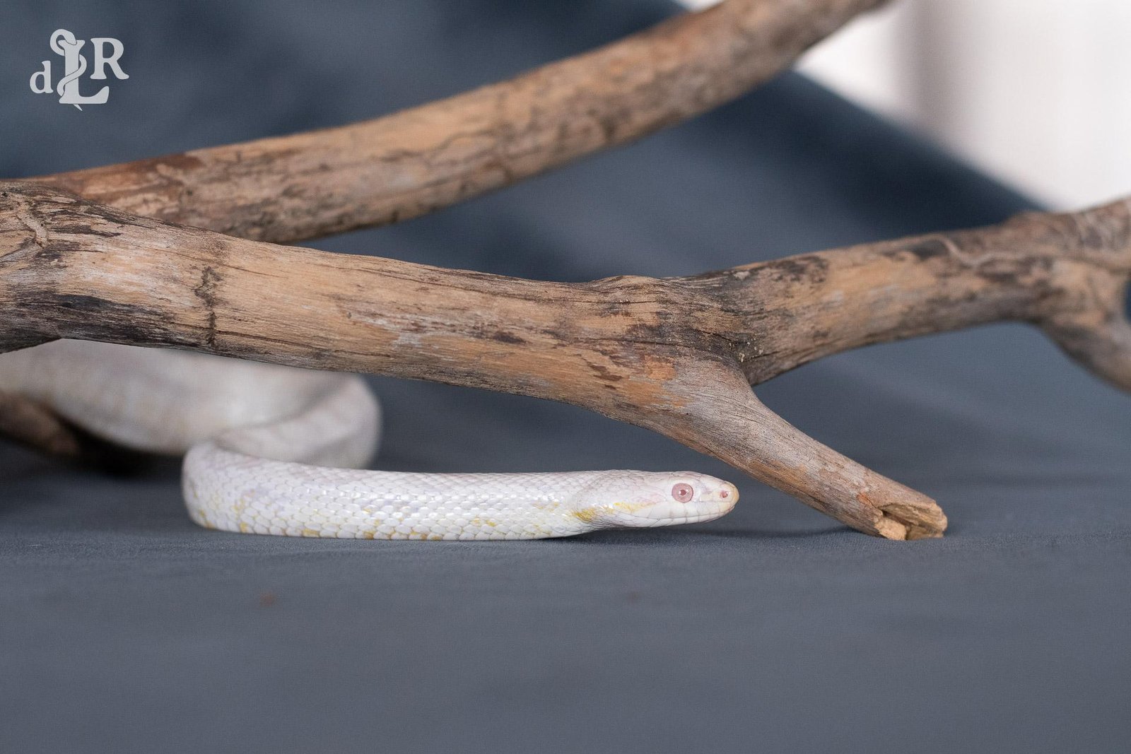 A snow corn snake