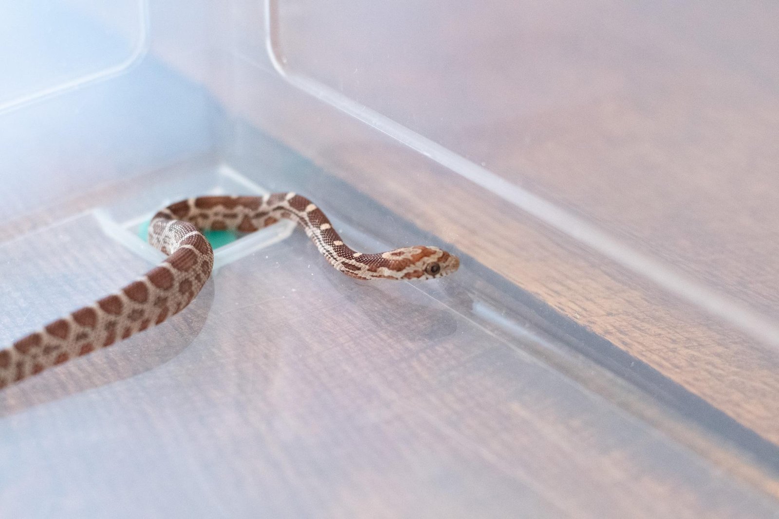 A normal corn snake