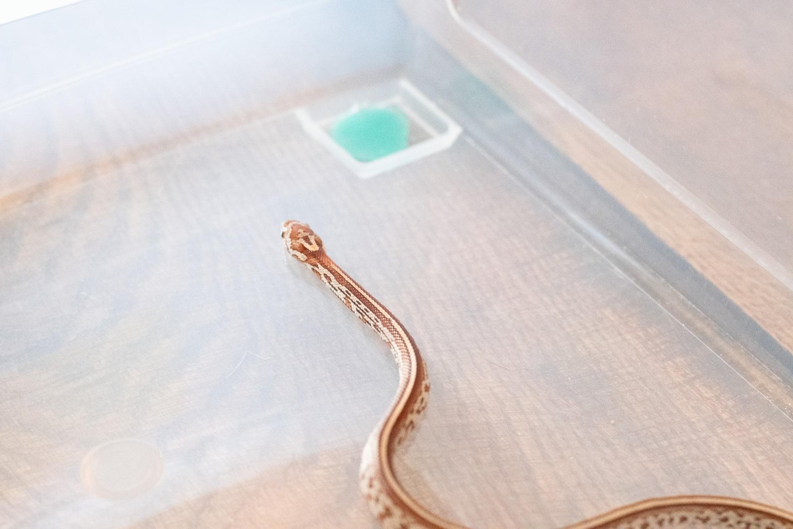 A tessera corn snake