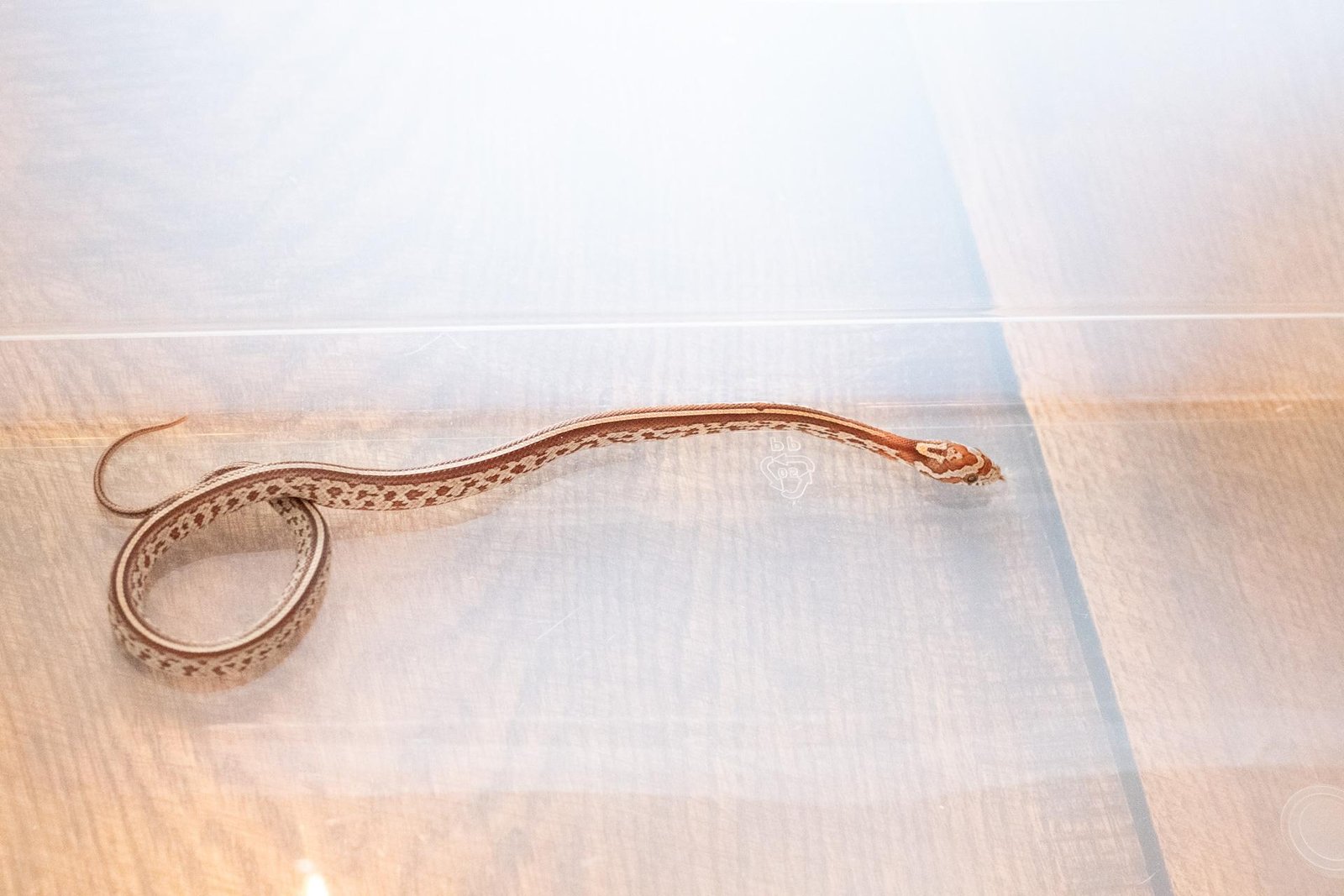 A tessera corn snake