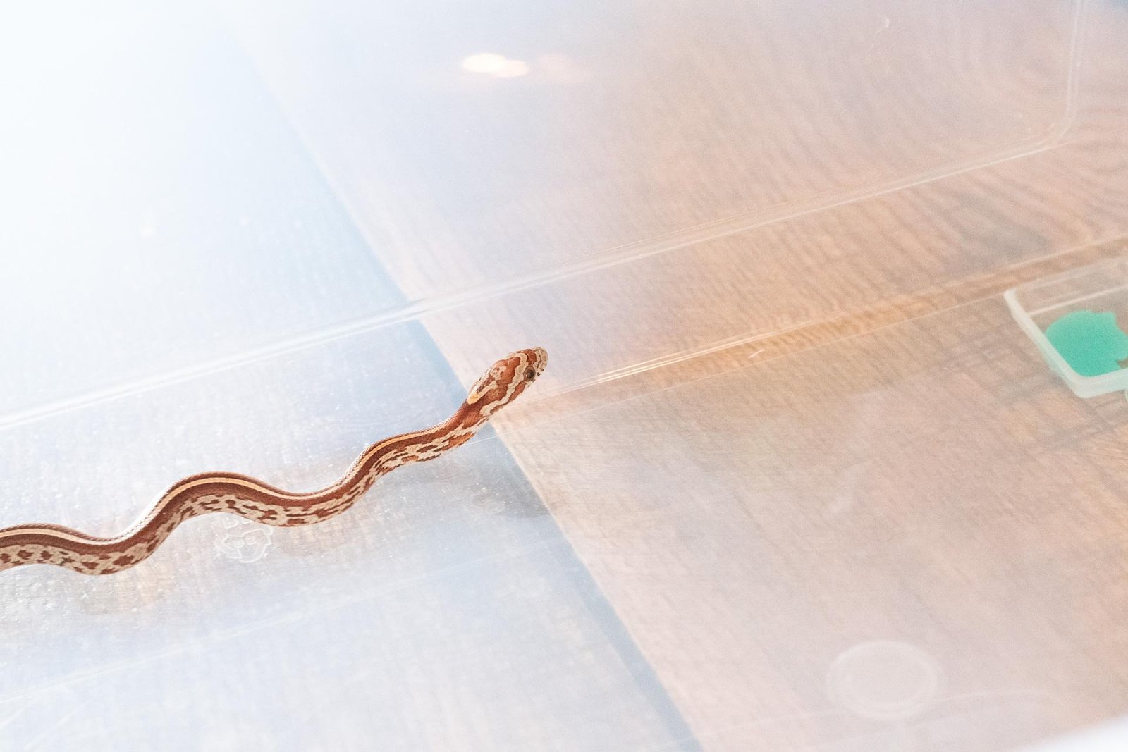 A tessera corn snake