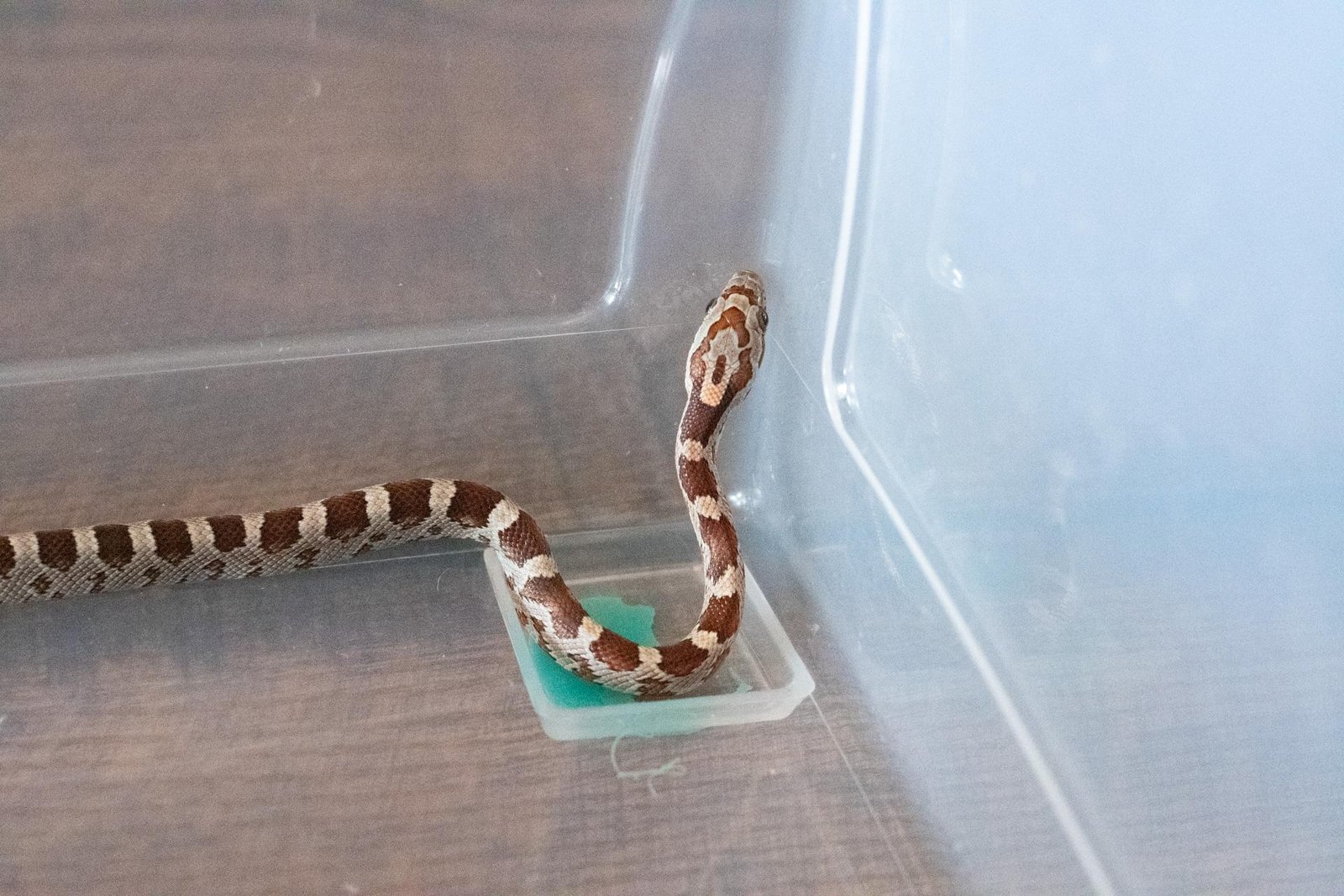 A normal corn snake