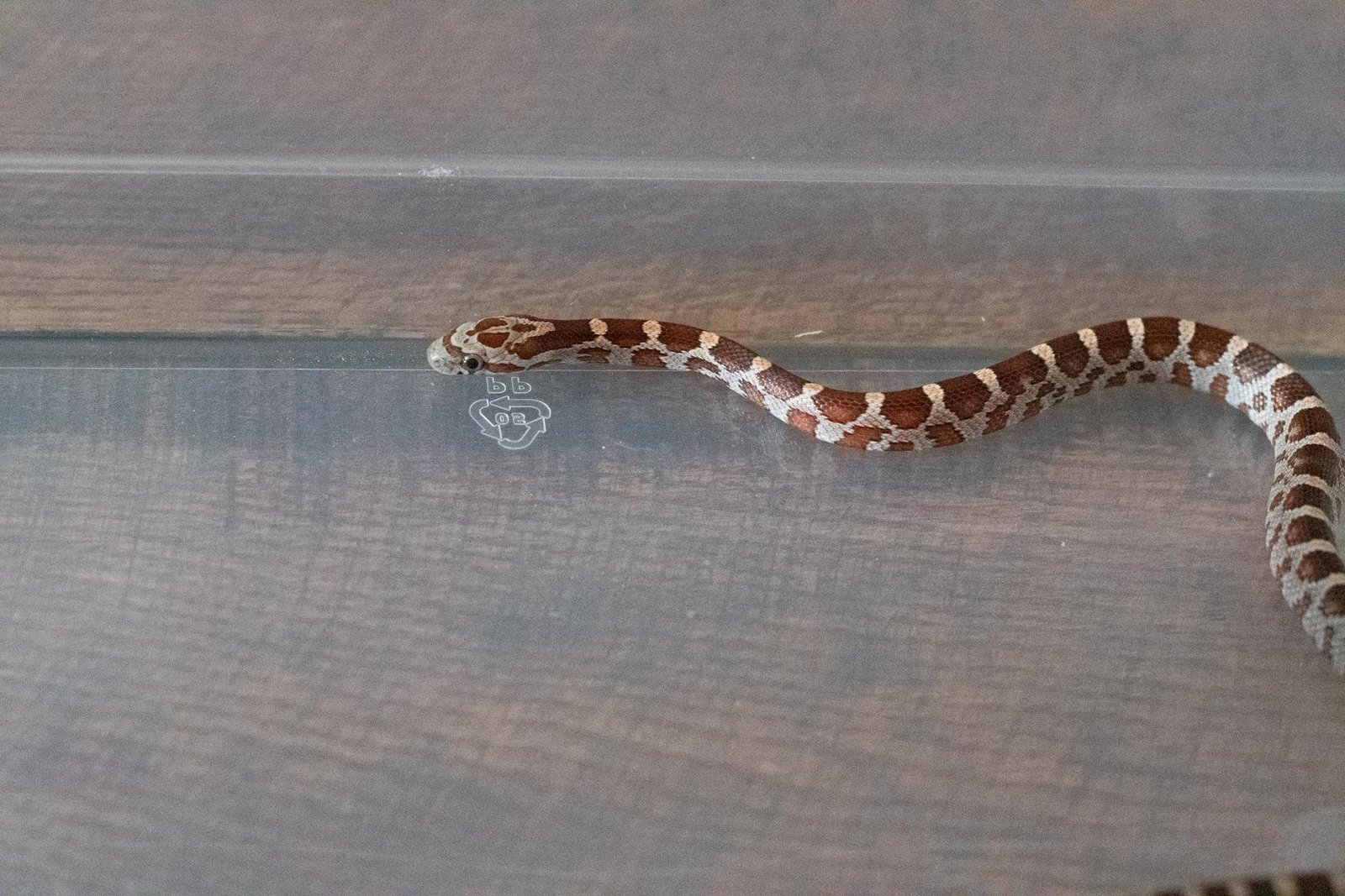 A normal corn snake