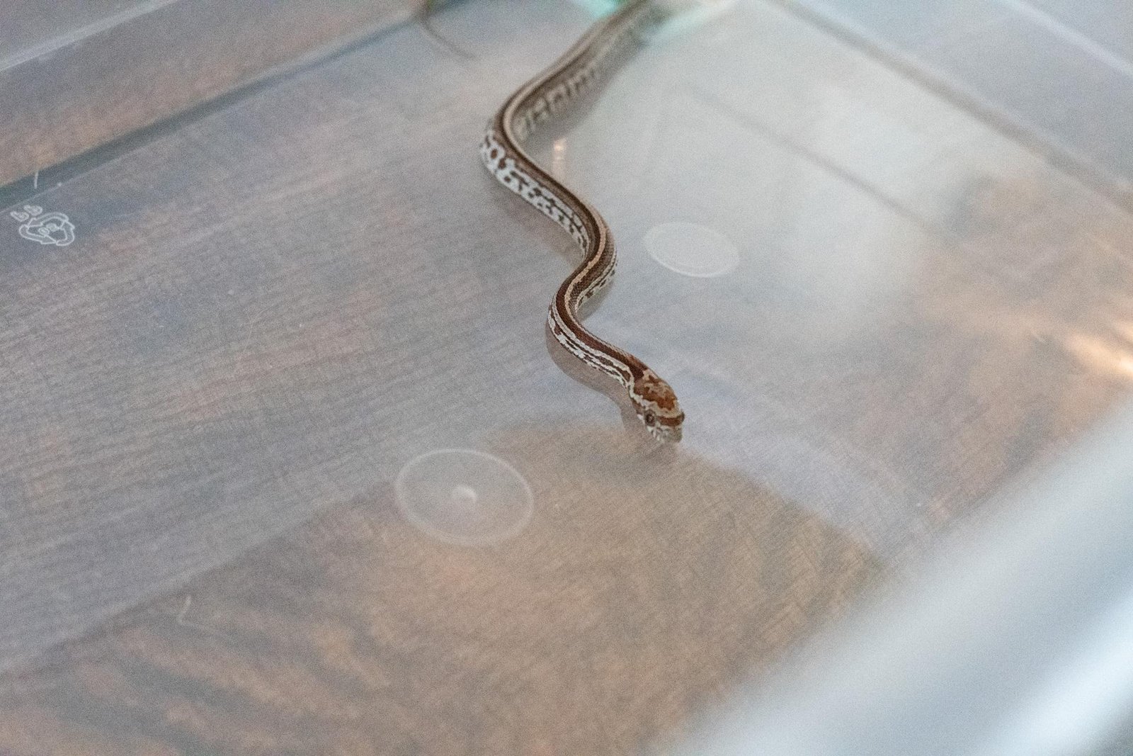 A tessera corn snake