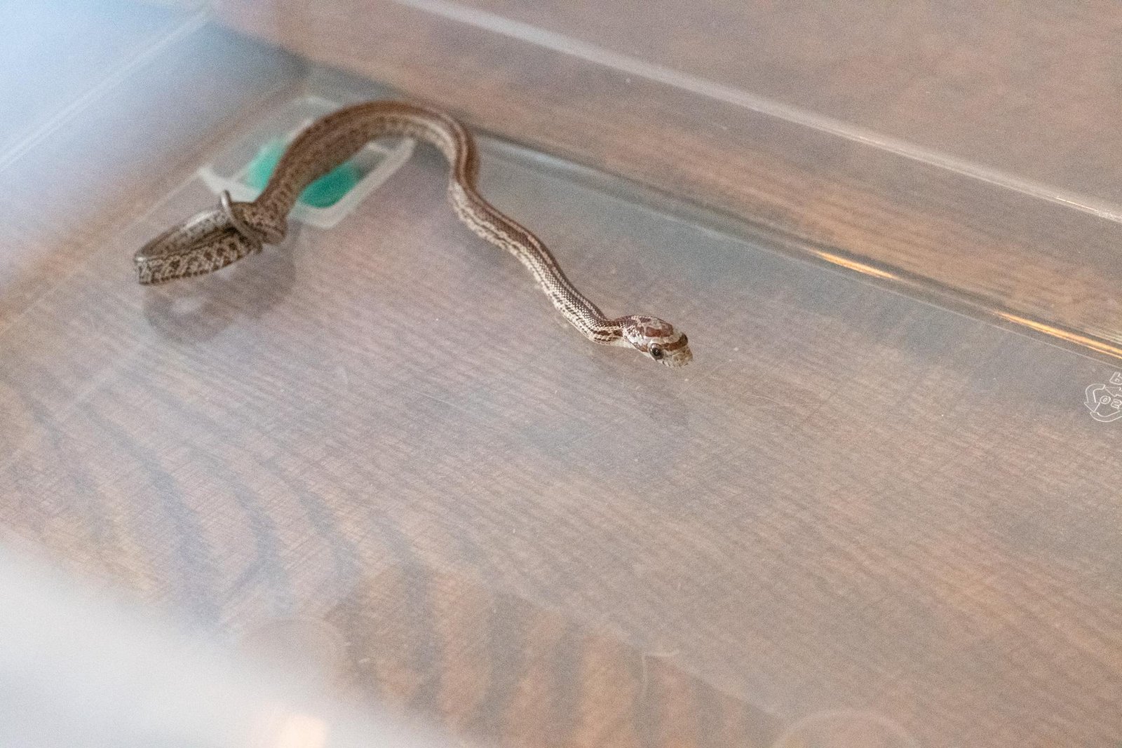 A tessera corn snake