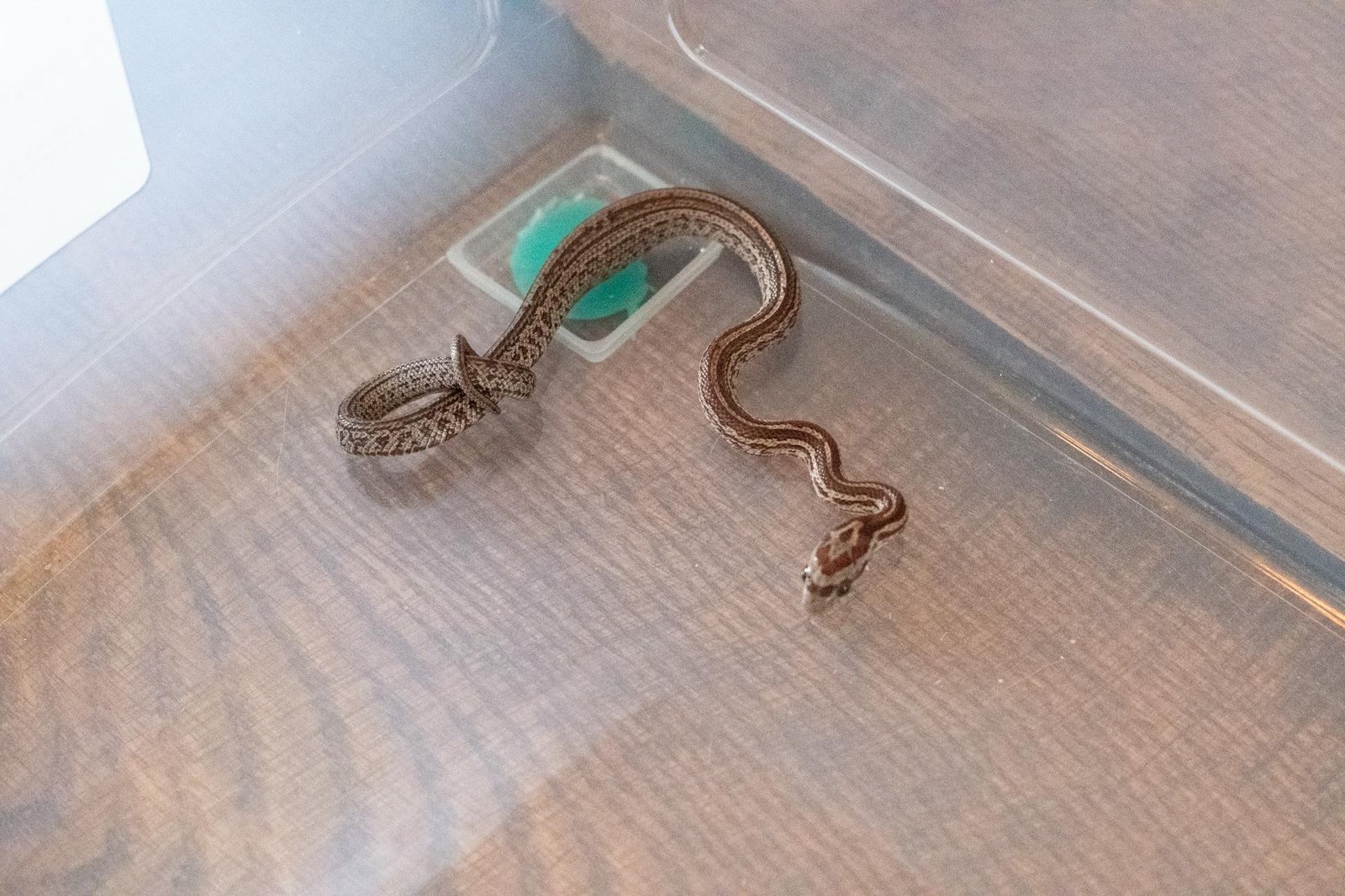 A tessera corn snake