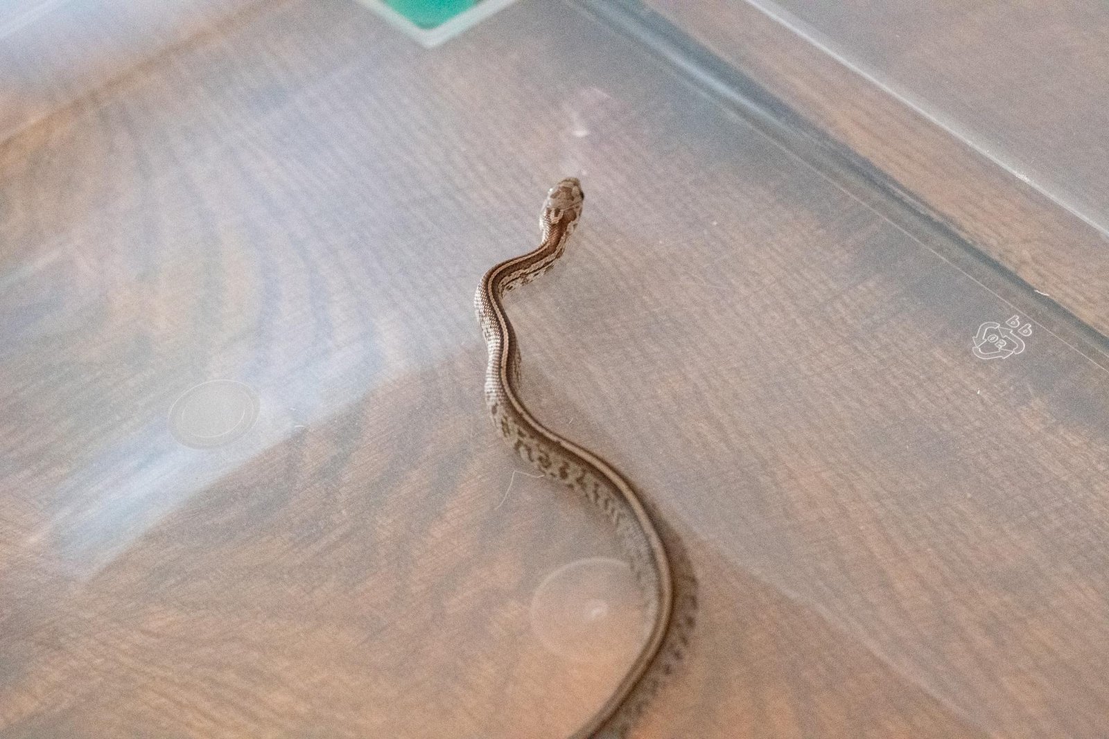 A tessera corn snake