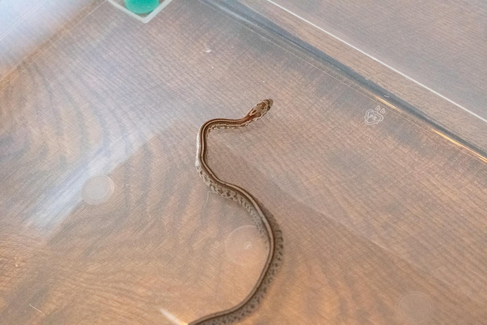 A tessera corn snake