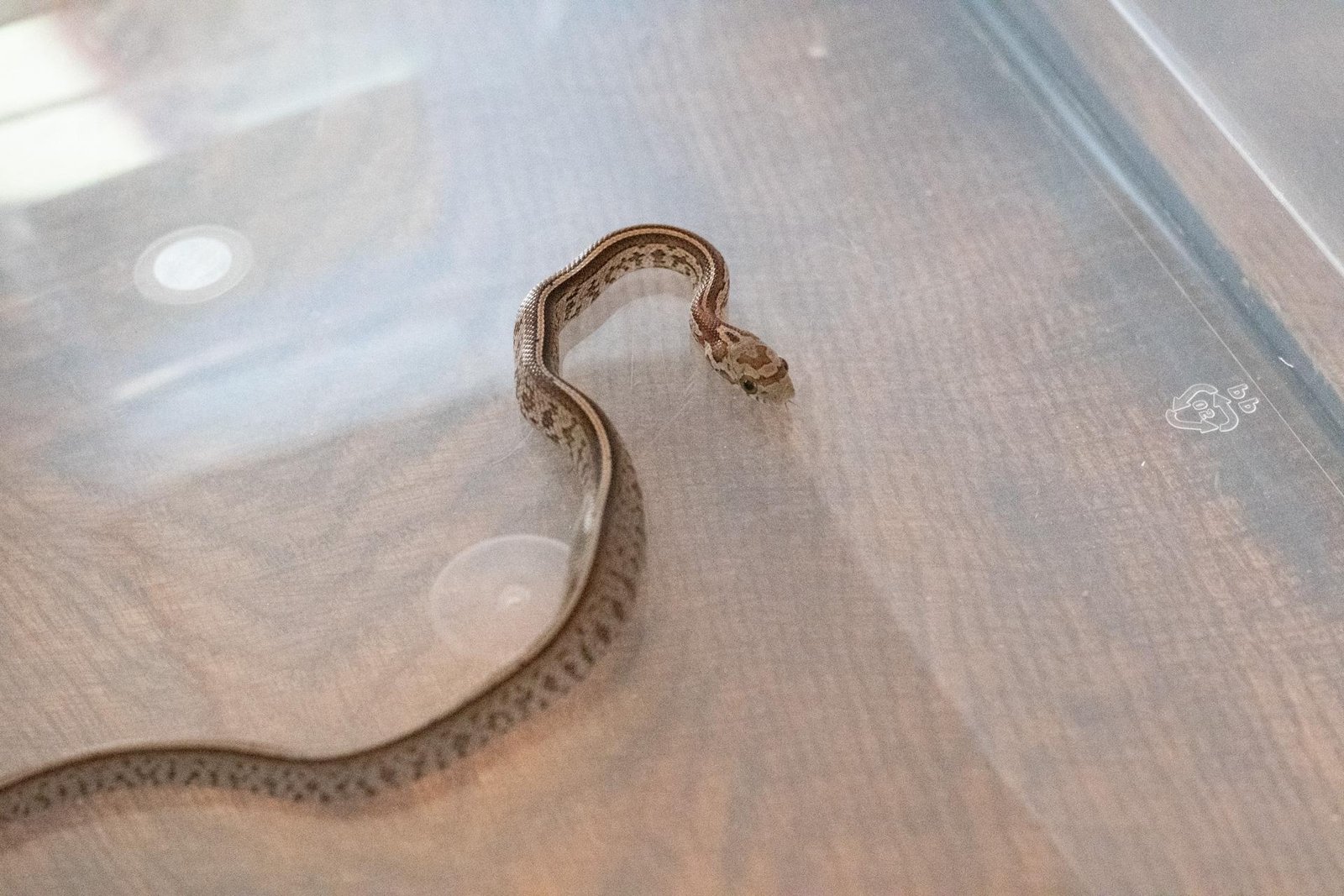 A tessera corn snake