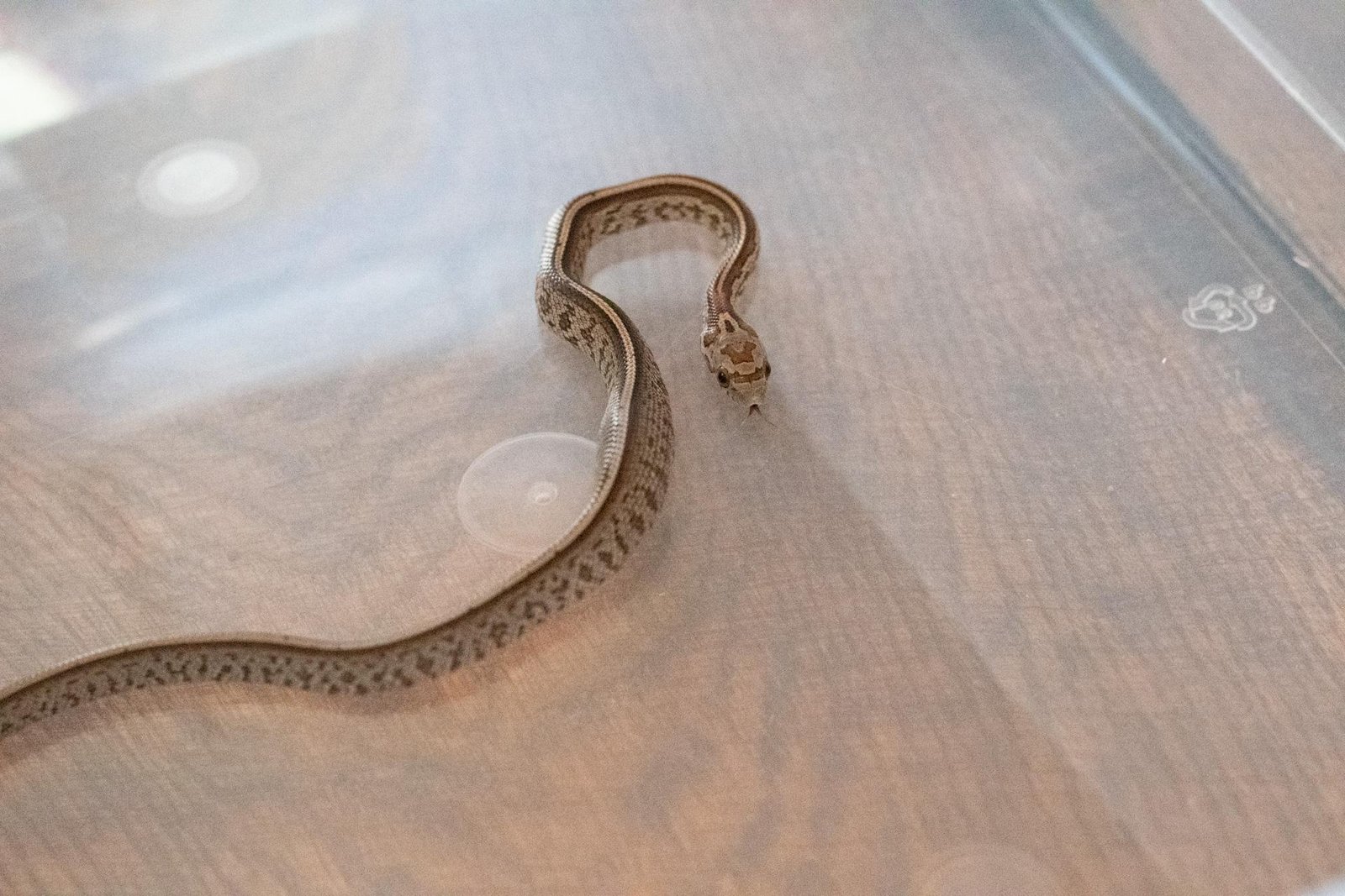 A tessera corn snake