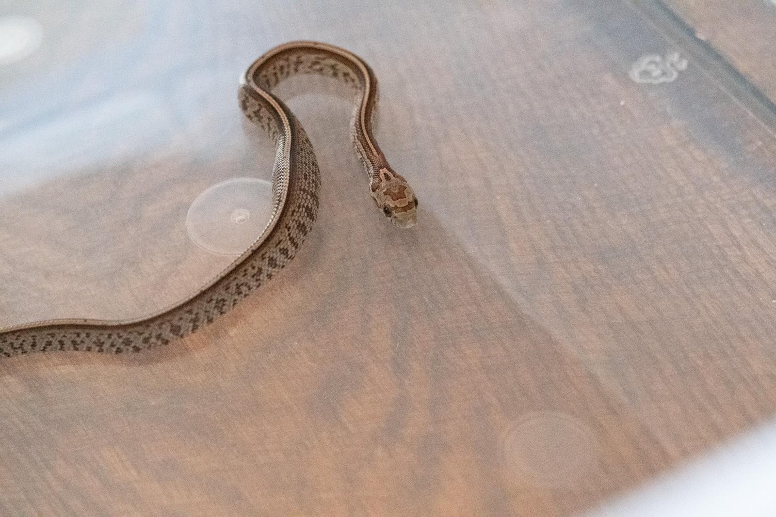 A tessera corn snake