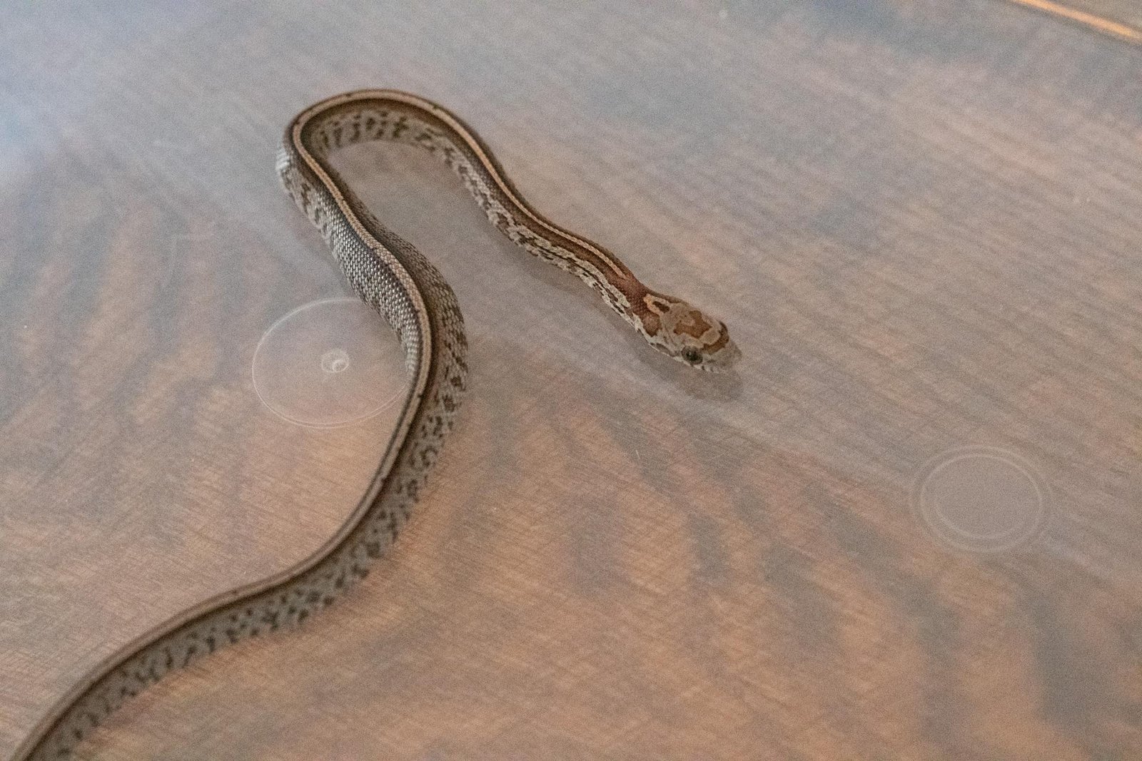 A tessera corn snake